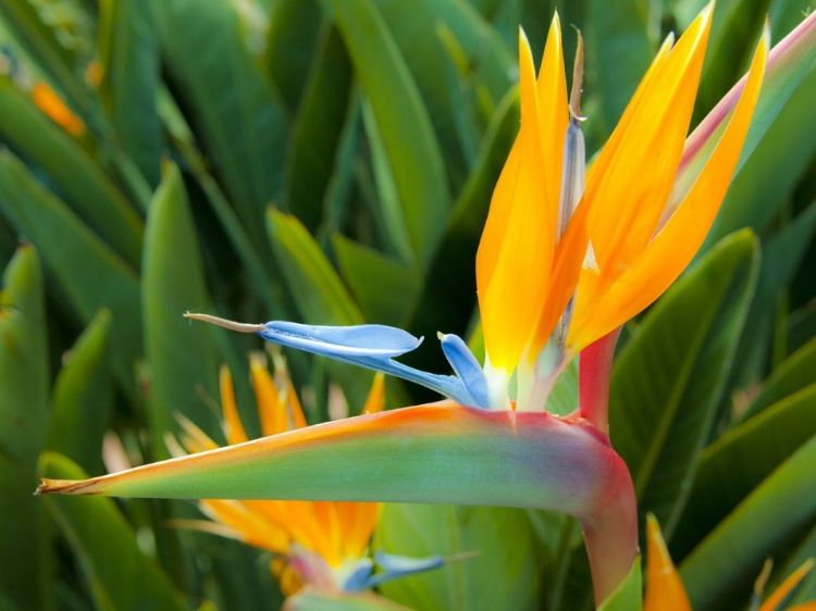 Strelitzia Reginae