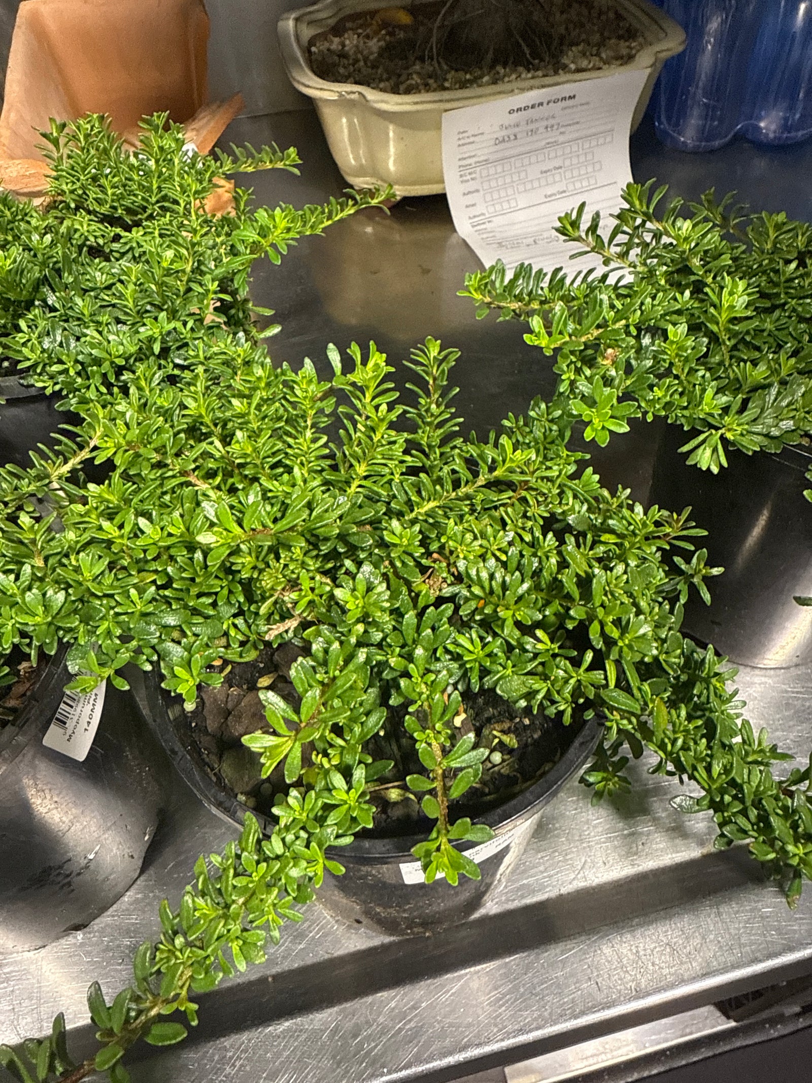 Myoporum parvifolium pink