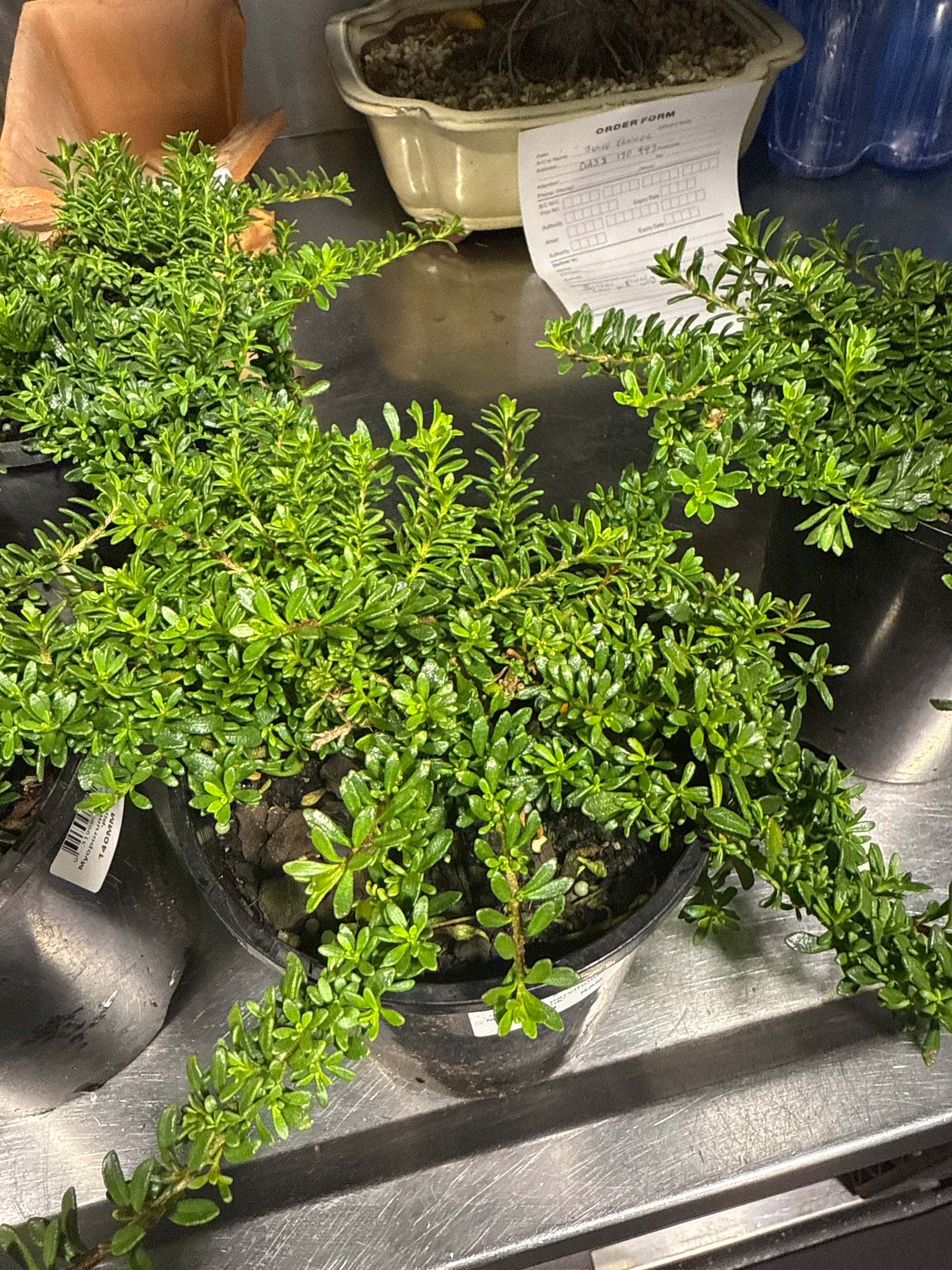 Myoporum parvifolium pink