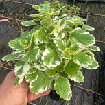 Plectranthus varigata Swedish ivy