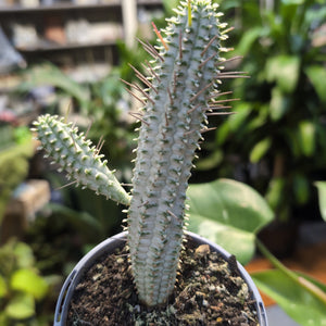 Euphorbia
