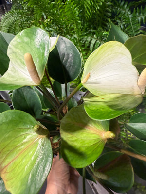 Anthurium  Andraeanum mixed colours
