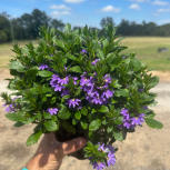 Scaveola Cobult Candles