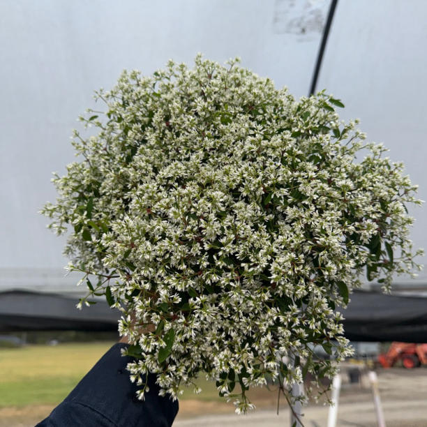 Euphorbia diamond star