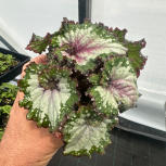 Begonia  Rex varieties