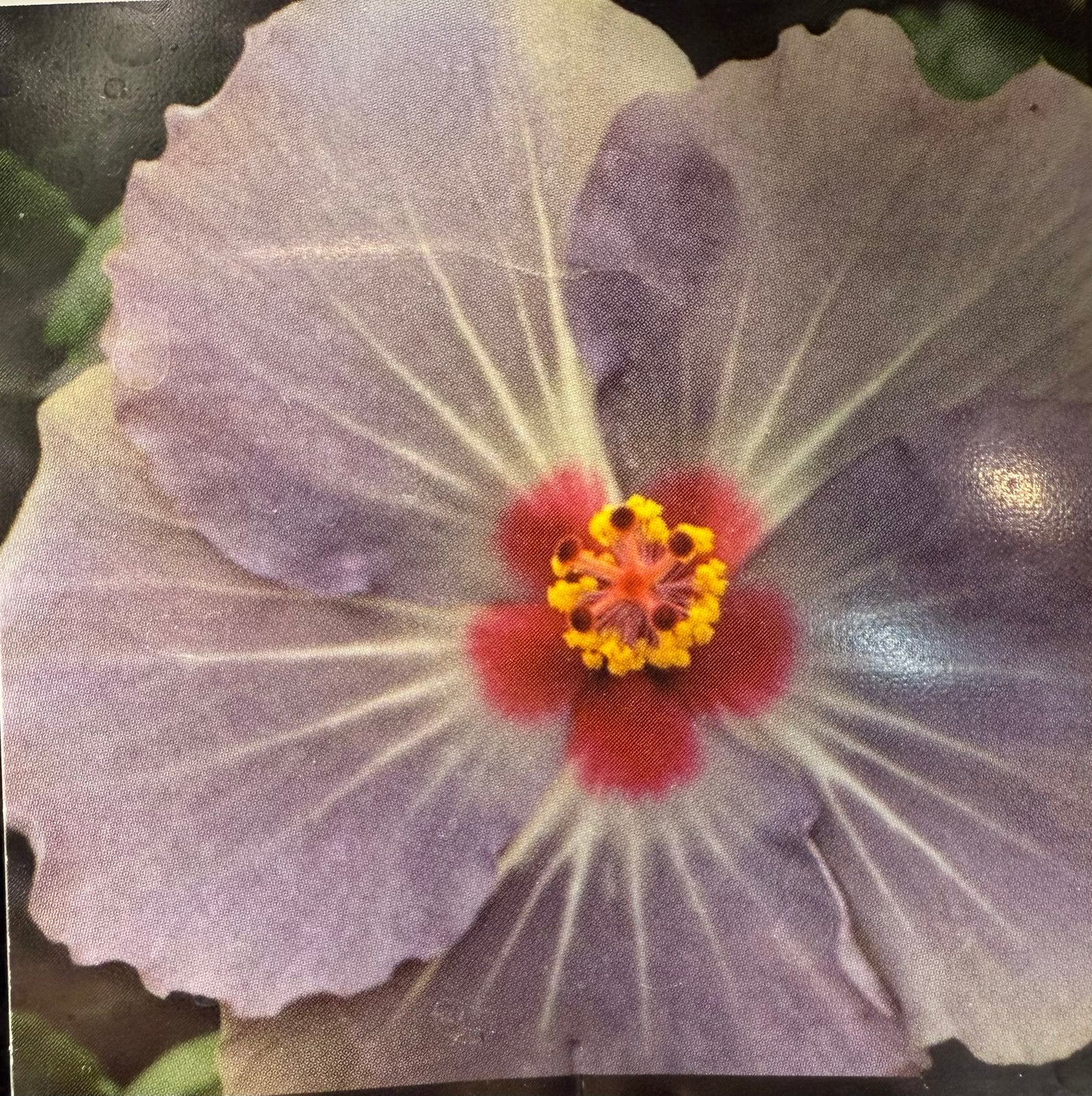 Hibiscus Fantasy Lavender