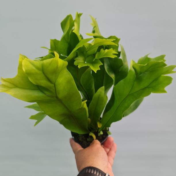 Microsorum green flame fern