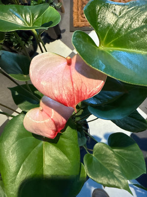Anthurium  Andraeanum mixed colours