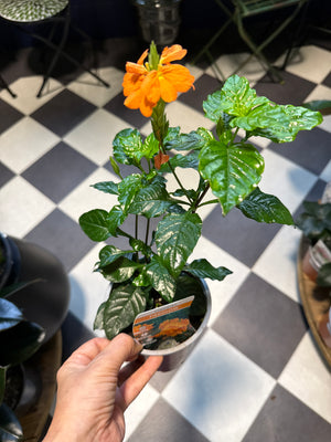 Crossandra Fireglow