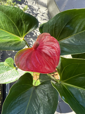 Anthurium  Andraeanum mixed colours
