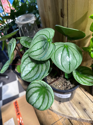 Peperomia argyreia 'watermelon silver’
