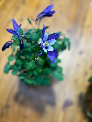 Aquilegia origami mix
