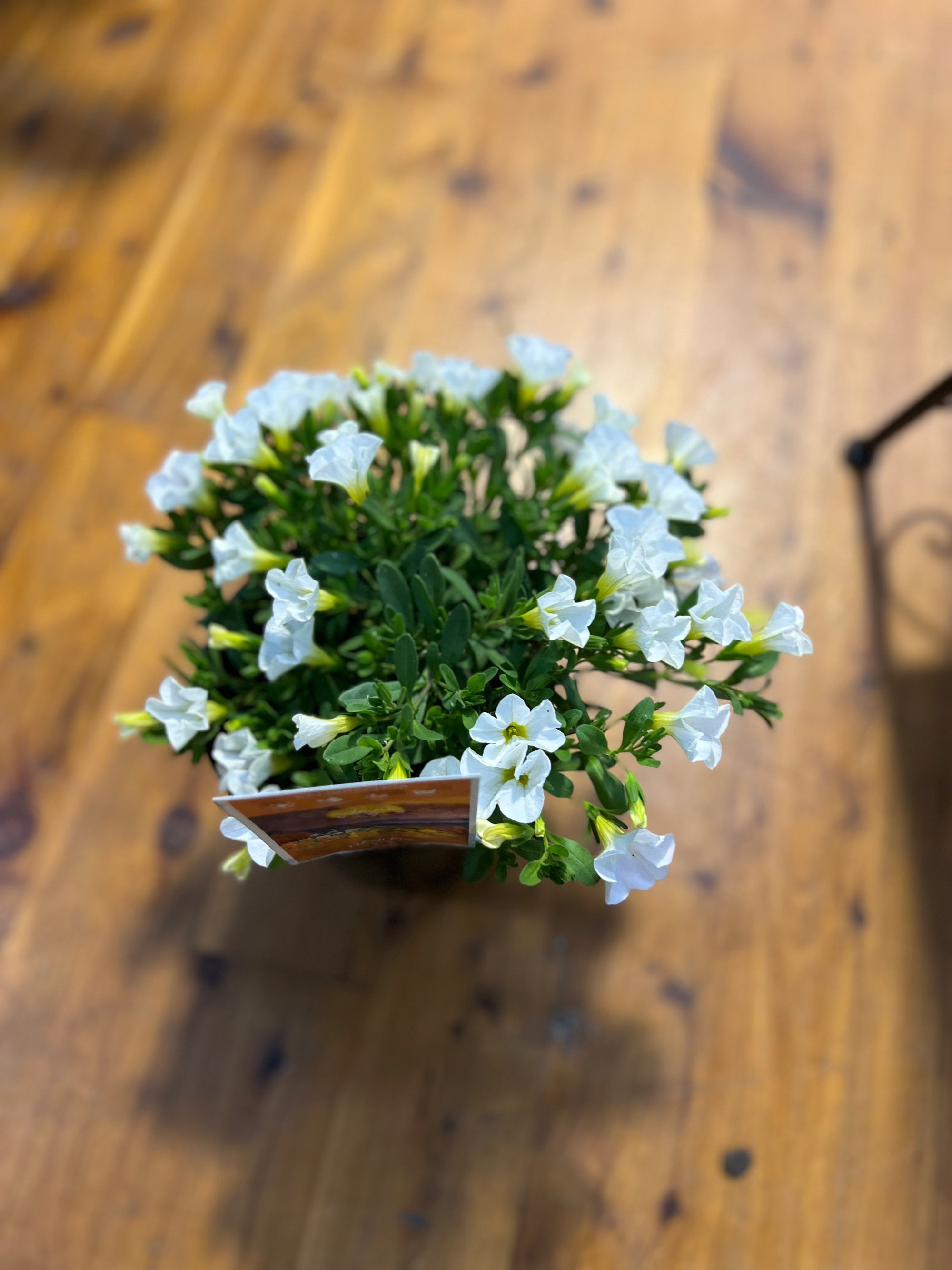 Calibrachoa white