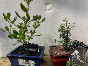 Assorted bonsai