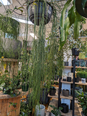 Super sized Rhipsalis mixed