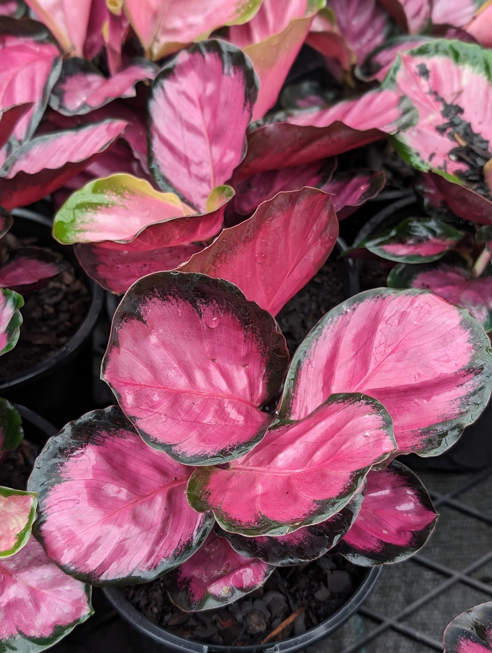 Calathea Rosey