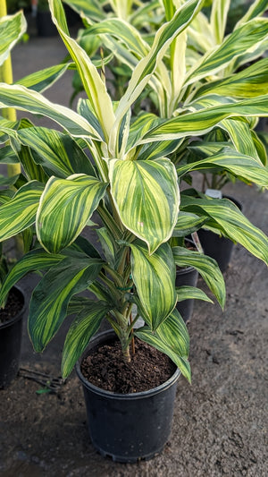 Cordyline fruticosa