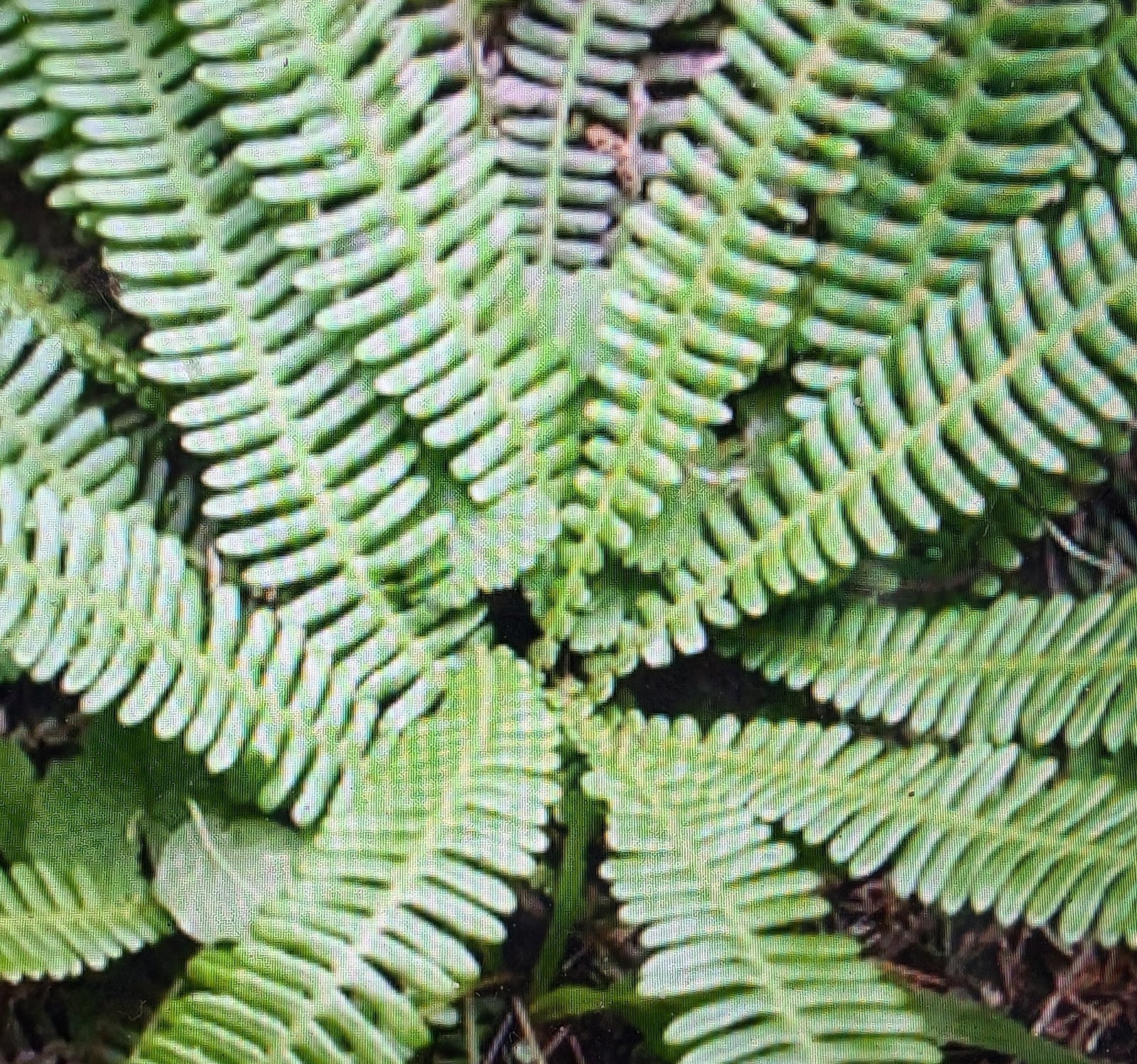 Blechnum nudum "Deer Fern"