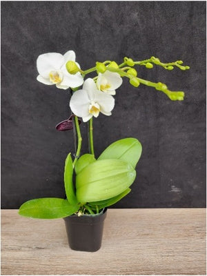 Phalaenopsis mini  double stem orchid