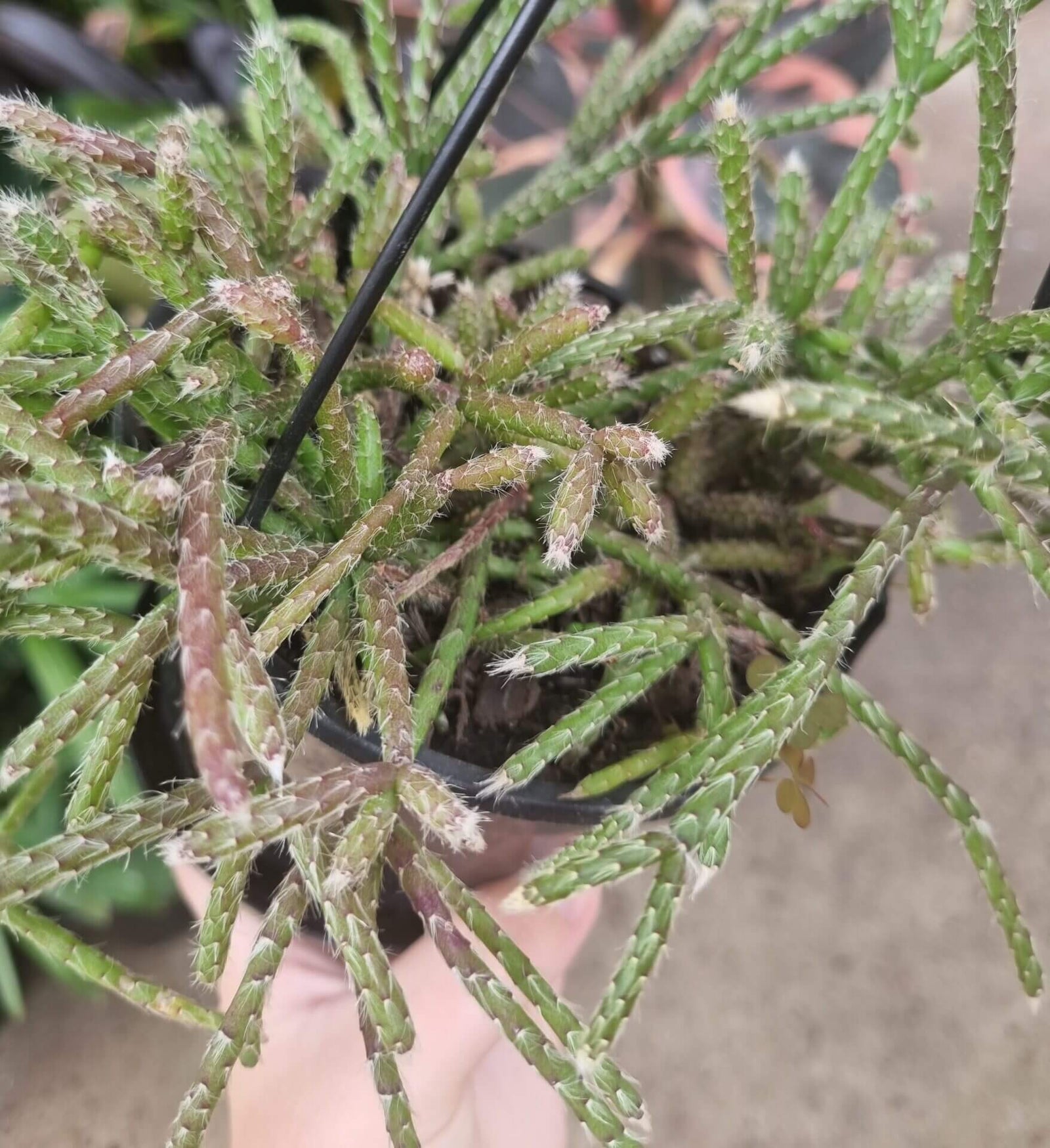 Rhipsalis pilocarpa - Hairy Stemmed Rhipsalis