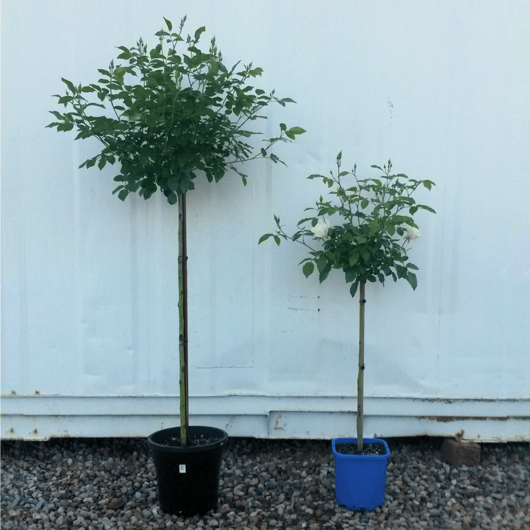 Floribunda Standard Rose (assorted colours)