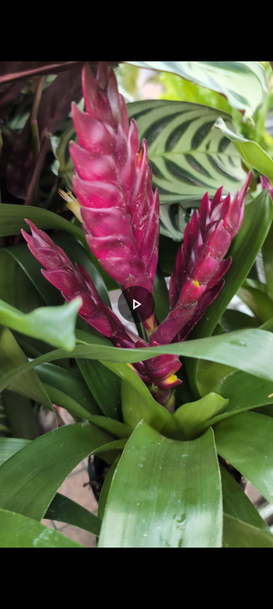 Vriesea Bromiliad