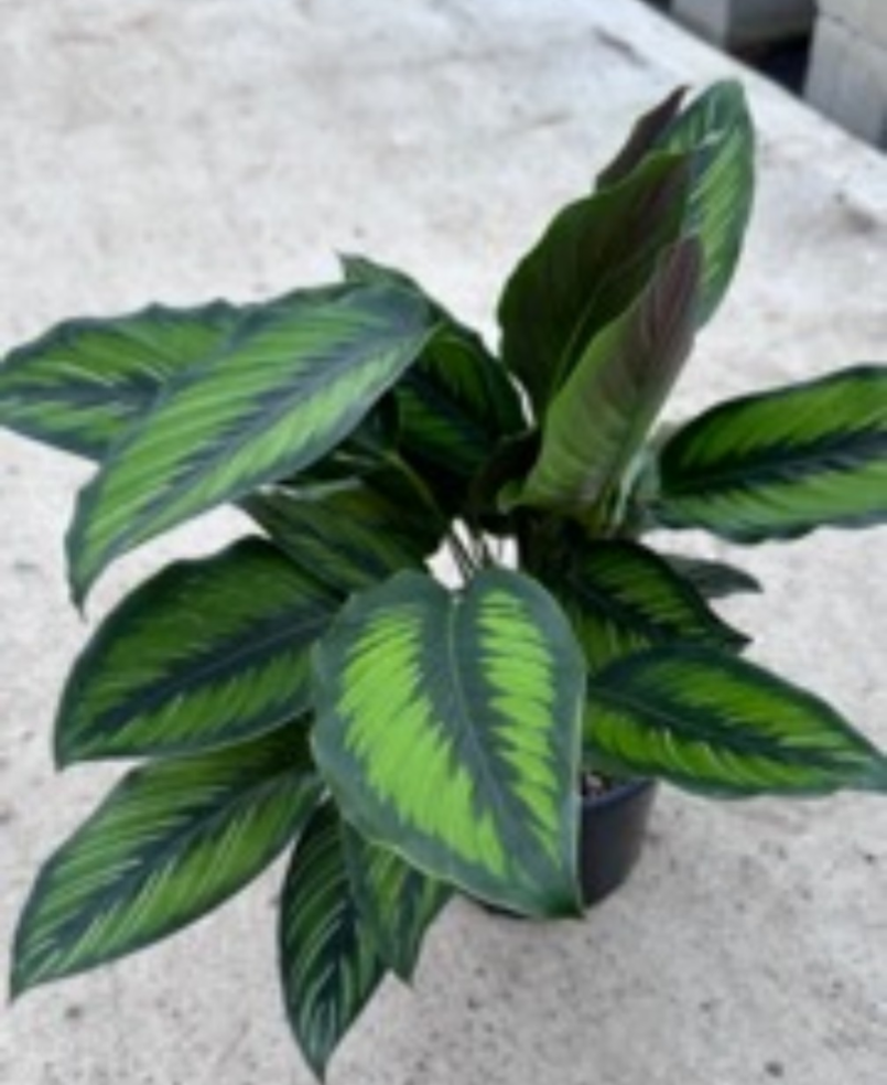 Calathea Beauty Star