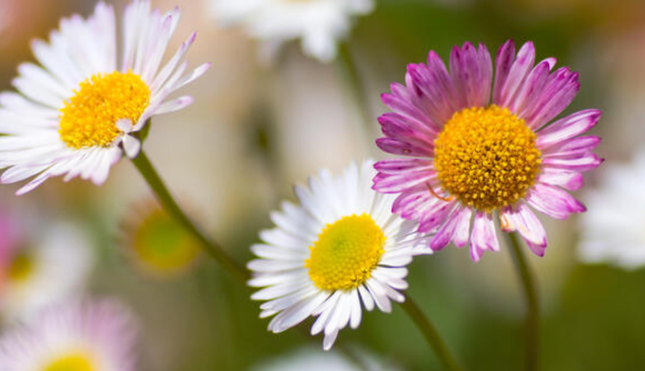 Erigeron karvinskianus "Seaside Daisey"