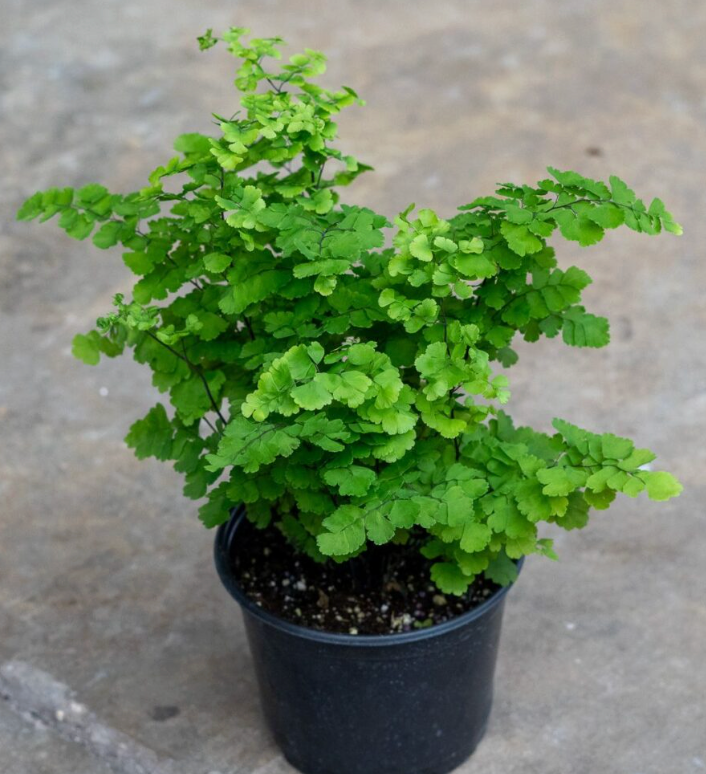 Adiantum raddianum ‘Pacific Maid’)