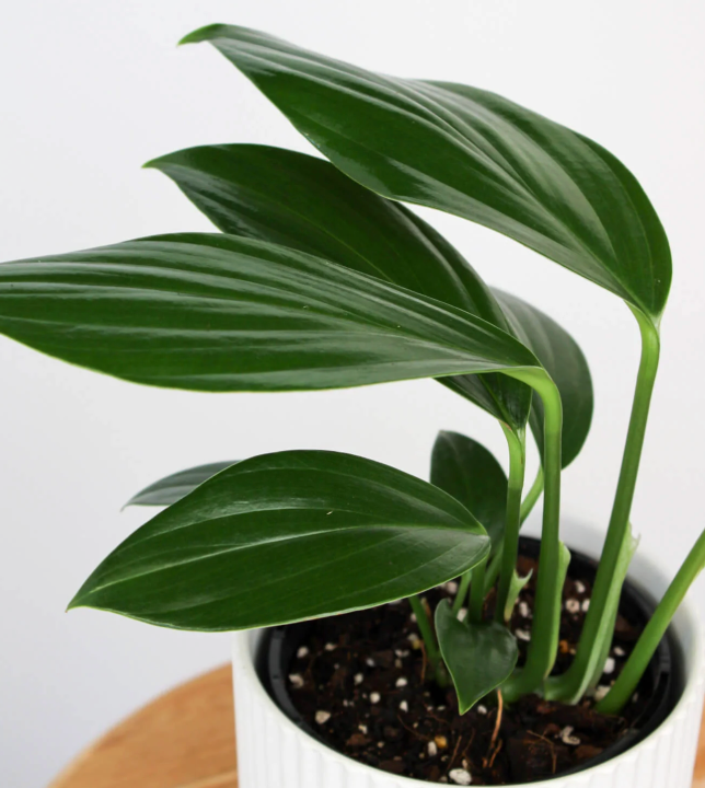 Epipremnum "Dragon tail"