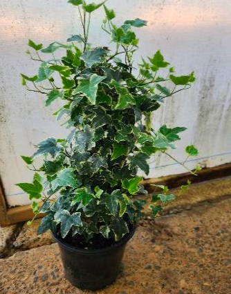 Hedera Variegata Totem
