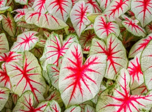 Caladium assorted