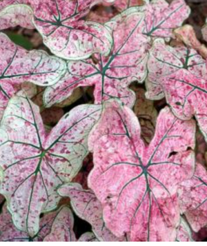 Caladium assorted