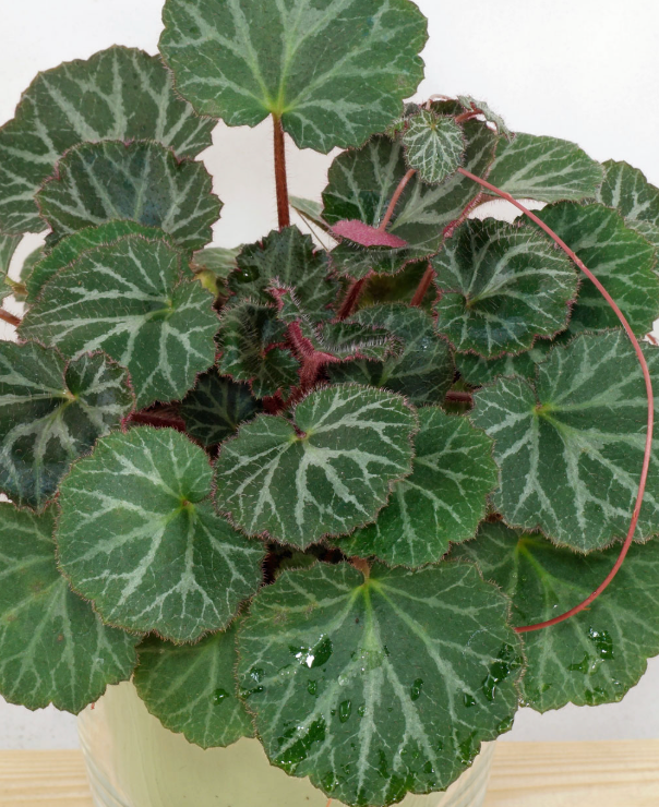 Saxifraga stolonifera