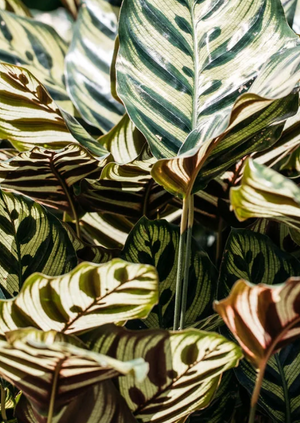 Calathea Makoyana