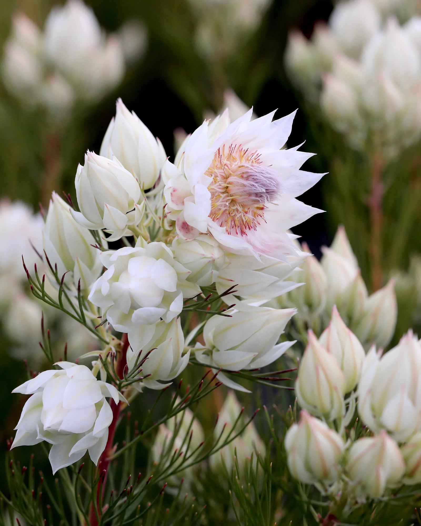 Protea Serruria Blushing Bride