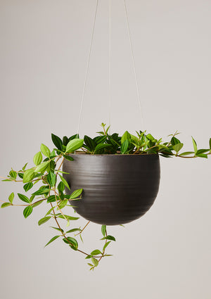 Spherical Hanging Planter - Angus & Celeste