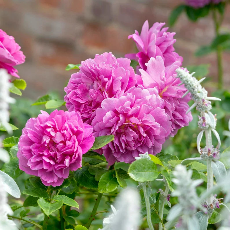 David Austin - Princess Anne Rose