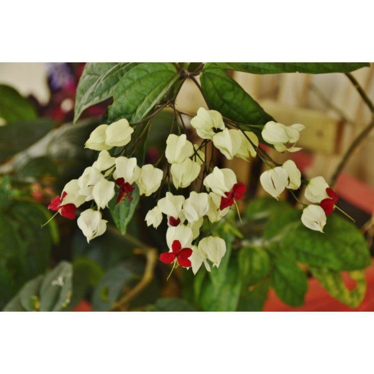 Clerodendron thomsoniae "Bleeding Heart Vine"