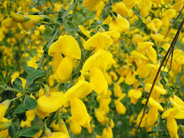 Cytisus racemosus "yellow broom"