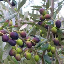 Olive Tree