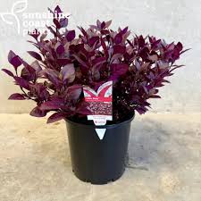 Alternanthera " Little Maroon"