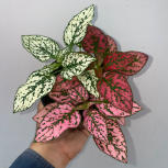 Hypoestes confetti “polka dot “ mixed plant