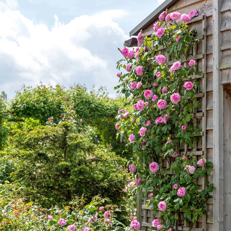 David Austin - Gertrude Jekyll