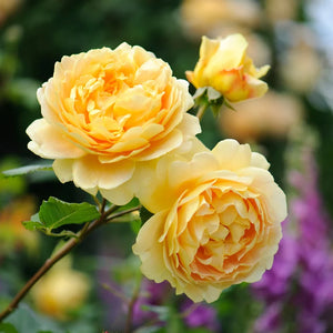 David Austin - Golden Celebration