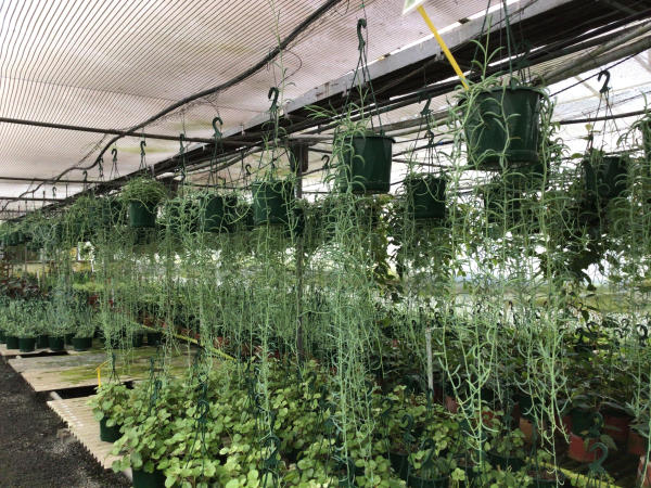 String of fish hooks Senencio radicans