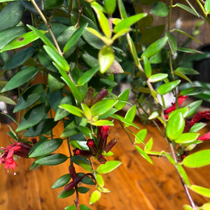 Aeschynanthus radican. lipstick plant