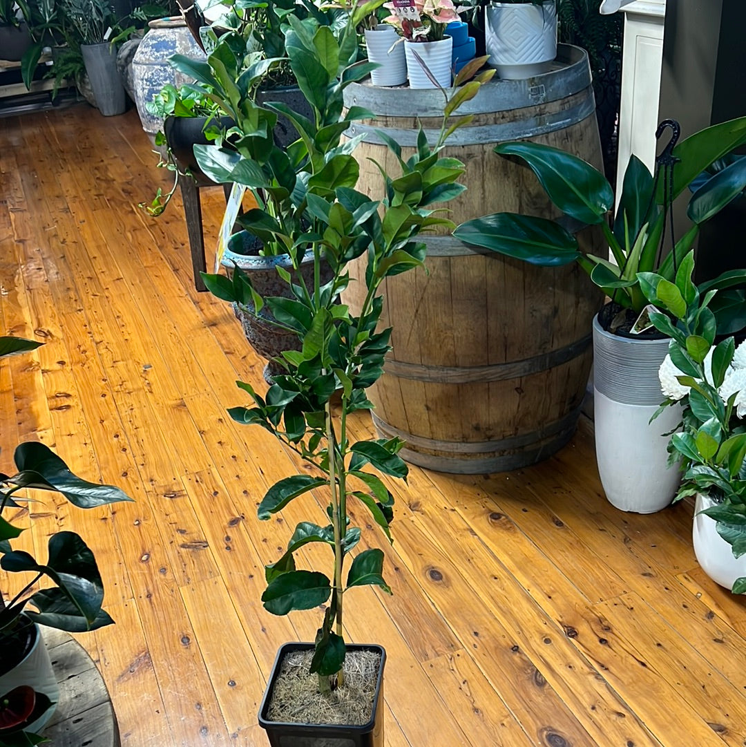 Lemon Dwarf Meyer