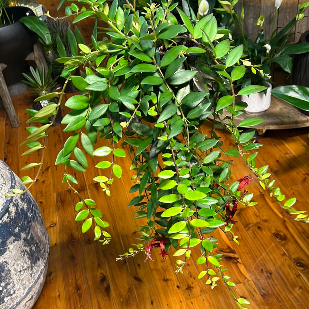 Aeschynanthus radican. lipstick plant
