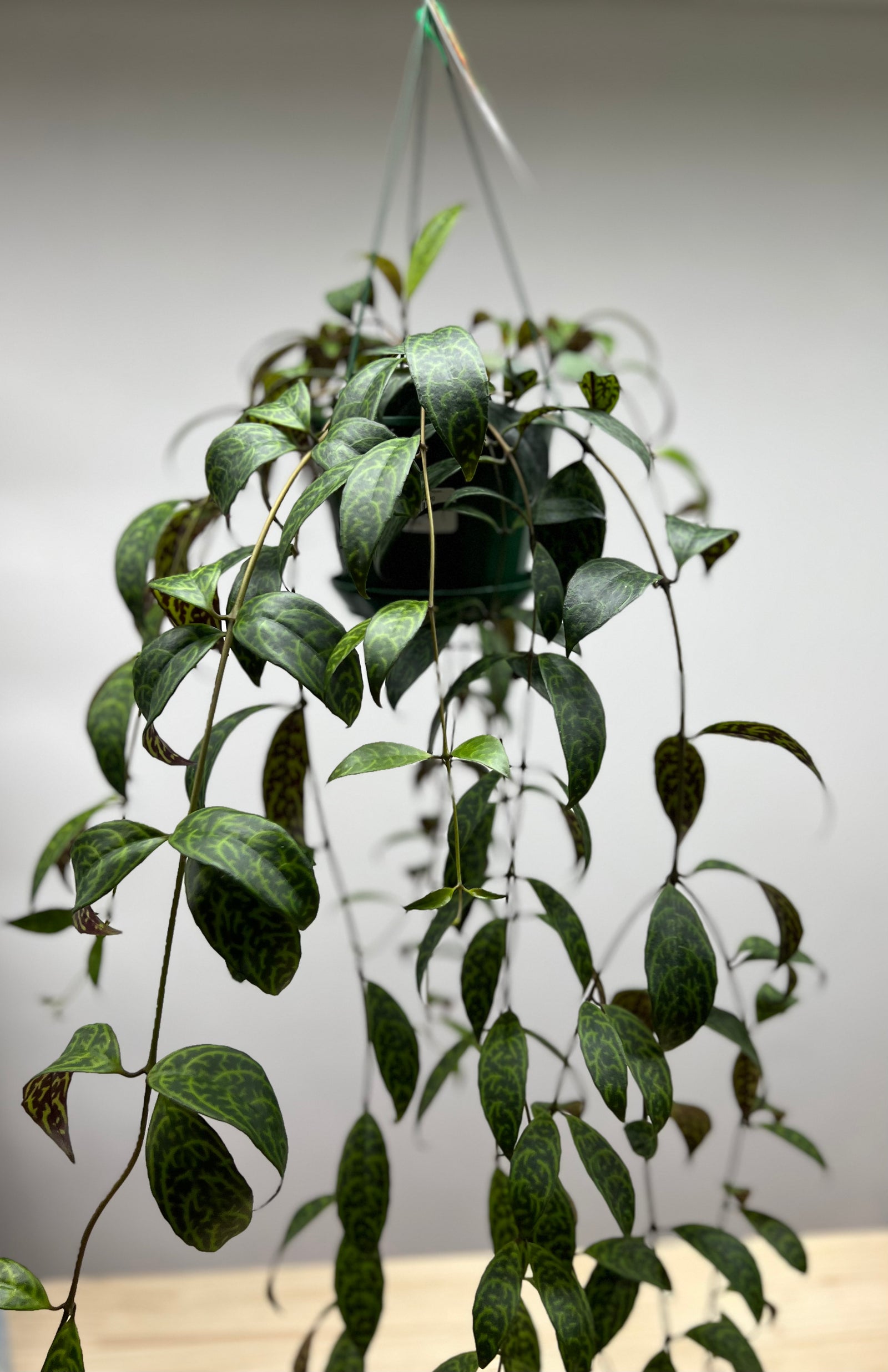 Aeschynanthus Longicaulis "Black Pagoda" Lipstick Plant